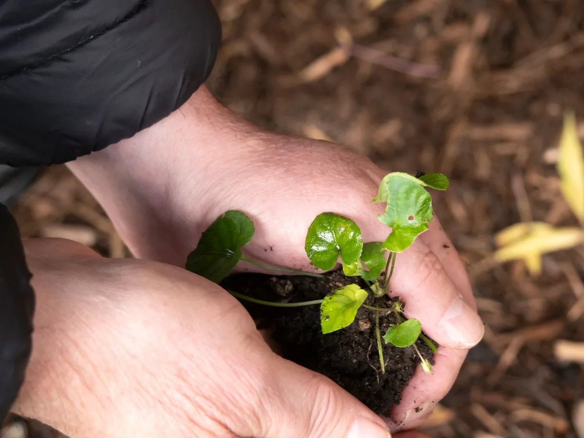 Hands planting a young green sapling in fresh soil